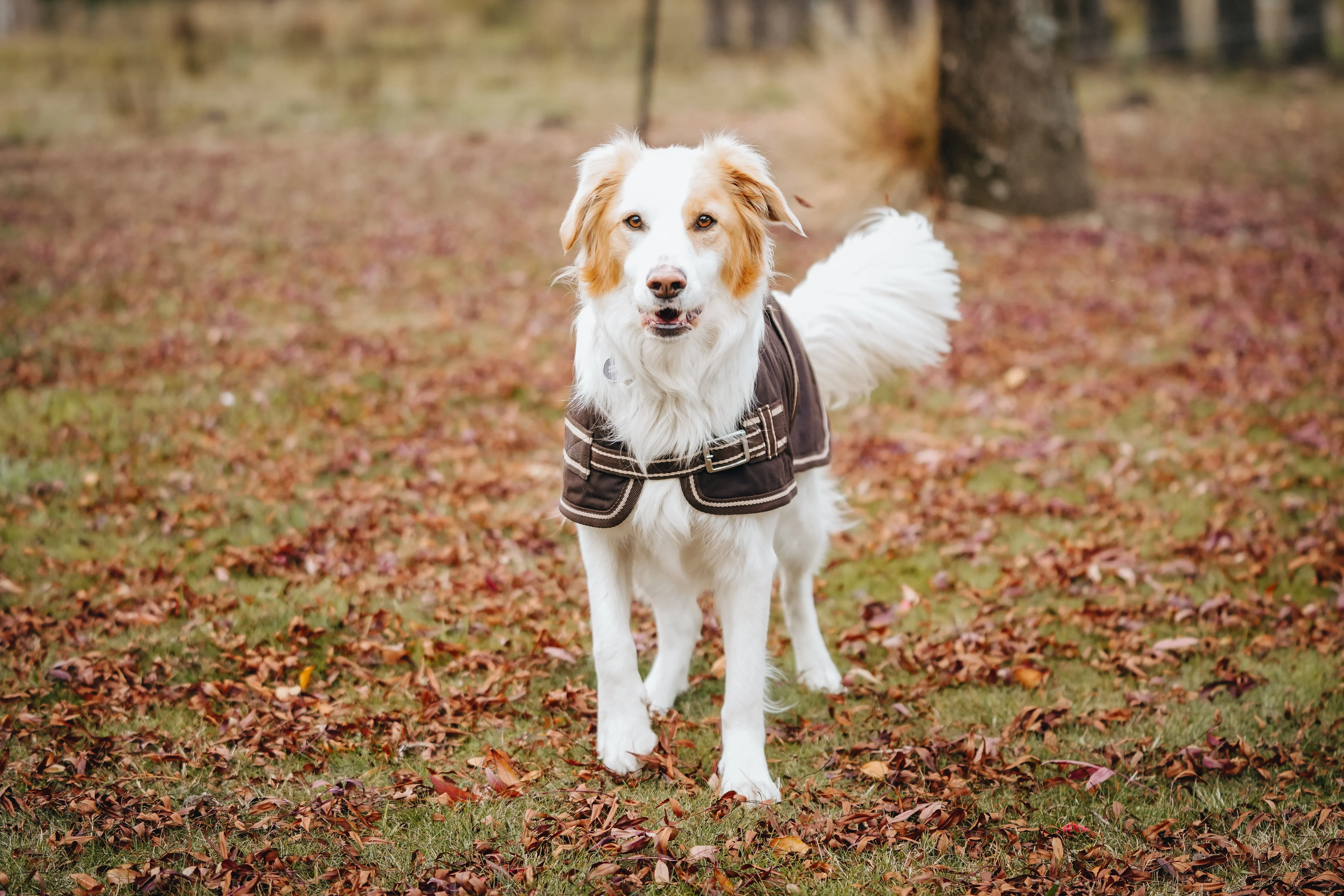 Oilskin Canvas Dog Coats - 2022 Stock clearance