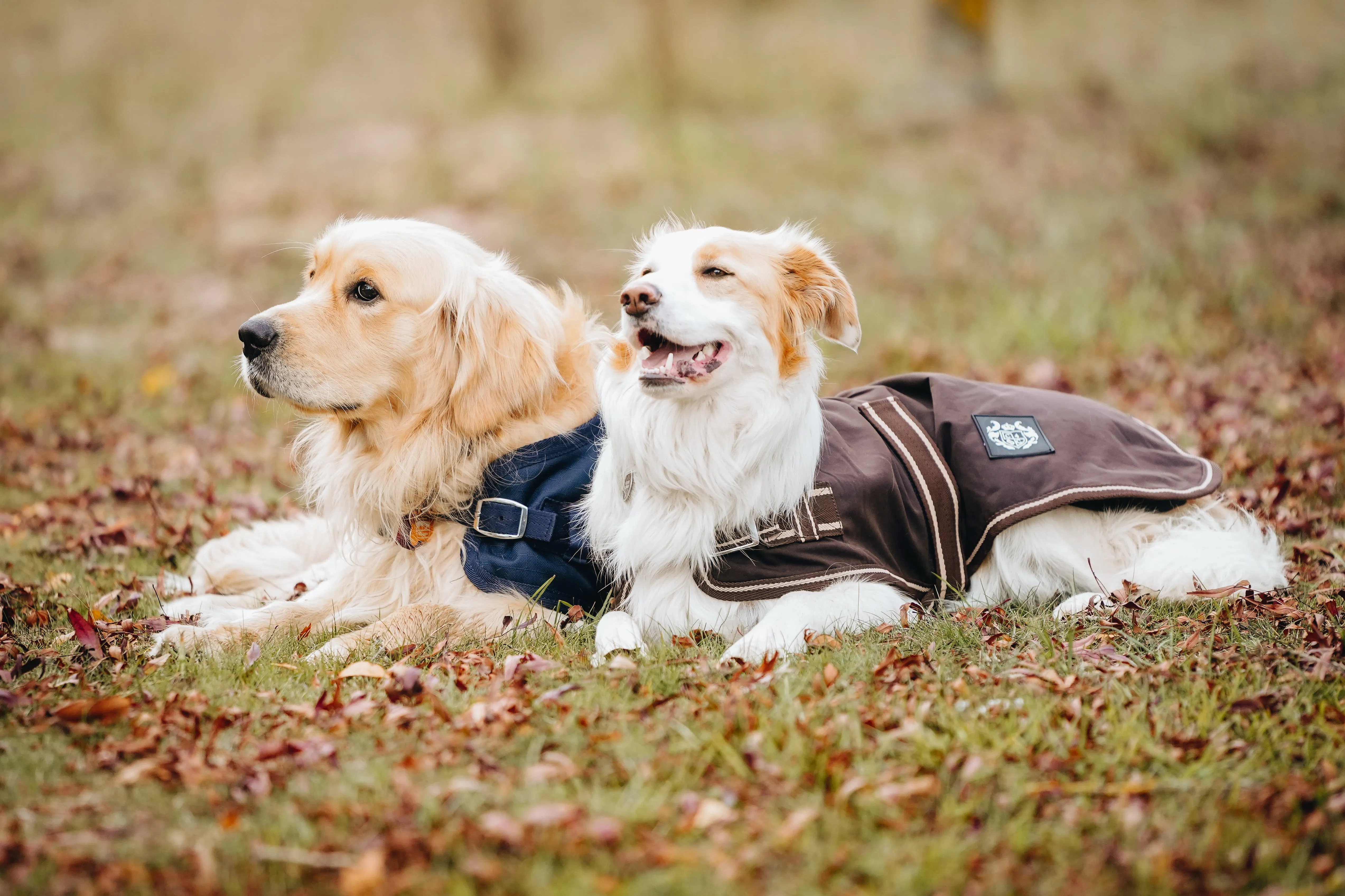 Oilskin Canvas Dog Coats - 2022 Stock clearance